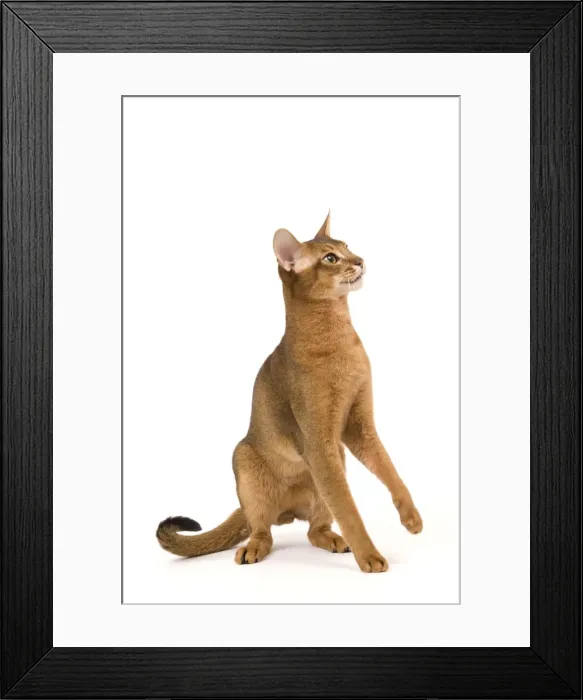 Framed Print : Cat - Abyssinian / Hare cat Framed Print : Cat - Abyssinian / Hare cat