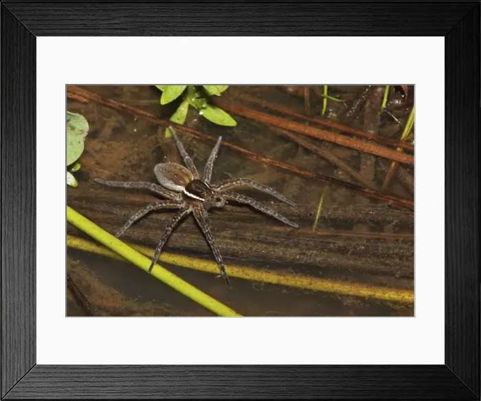 Framed Print : Raft Spider (Dolomedes)