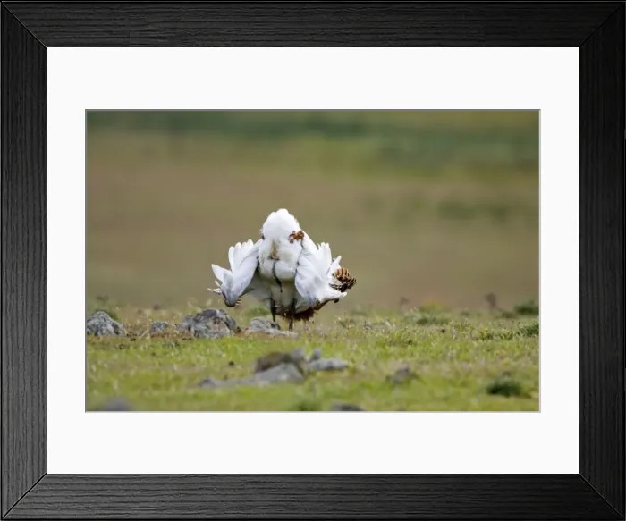 Framed Print : Great Bustard - displaying on steppe - Extremadura Spain Framed Print : Great Bustard - displaying on steppe - Extremadura Spain