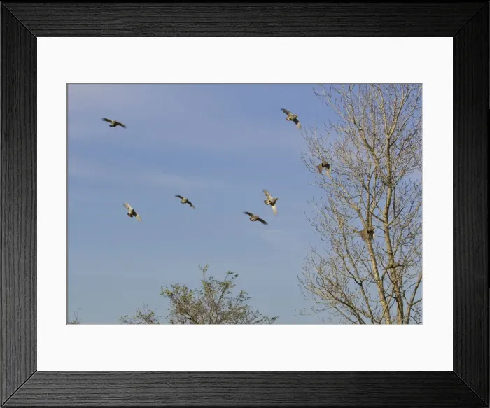 Framed Print : Grey Partridge - covey / flock flying over hedge, November. Hungry Framed Print : Grey Partridge - covey / flock flying over hedge, November. Hungry