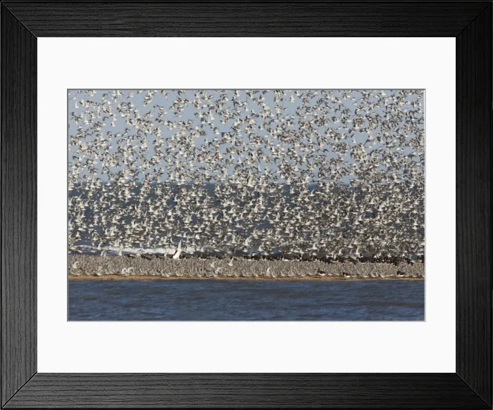 Framed Print : Knot - Packed on sand bar with Oystercatcher's with more Knot flying in - September - North Norfolk UK Framed Print : Knot - Packed on sand bar with Oystercatcher's with more Knot flying in - September - North Norfolk UK