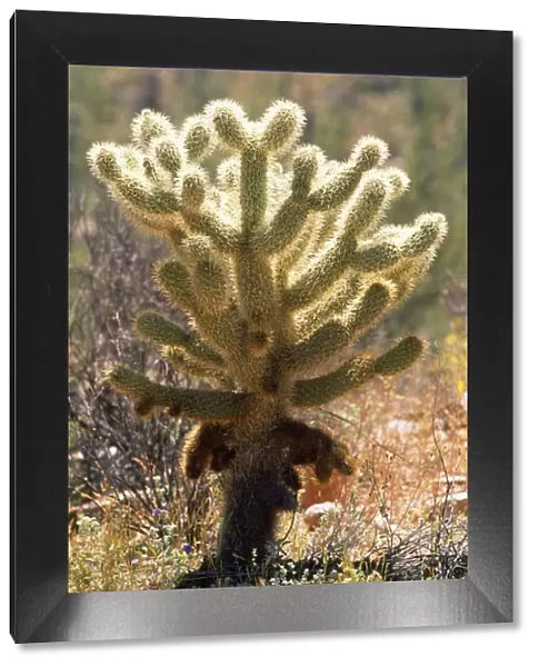 Teddy Bear Cholla Cactus Arizona, USA