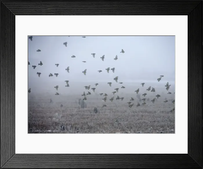 Framed Print : Goldfinch. CK-4543. Goldfinch. Carduelis carduelis Framed Print : Goldfinch. CK-4543. Goldfinch. Carduelis carduelis