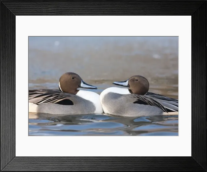 Framed Print : Northern Pintail - Two drakes fighting due to cramped conditions on a small patch of unfrozen water. England, UK Framed Print : Northern Pintail - Two drakes fighting due to cramped conditions on a small patch of unfrozen water. England, UK