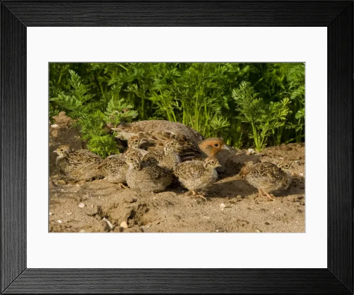 Framed Print : Grey Partridge - close up of family party in carrot field, male and chicks with female hiding behind, June. Gooderstone, Norfolk, U. K Framed Print : Grey Partridge - close up of family party in carrot field, male and chicks with female hiding behind, June. Gooderstone, Norfolk, U. K