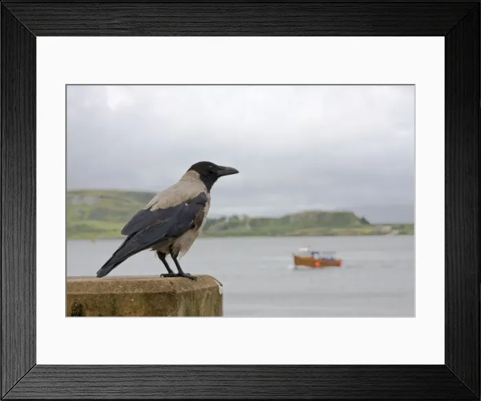 Framed Print : Hooded Crow - Single adult perching on sea wall. Oban, Scotland, UK Framed Print : Hooded Crow - Single adult perching on sea wall. Oban, Scotland, UK