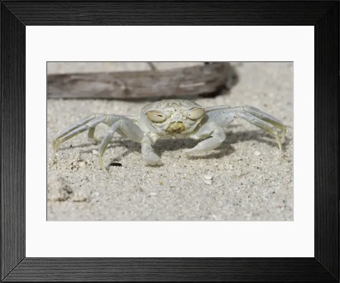 Framed Print : Smooth-handed Ghost Crab with horizontal eyes. So called because it largely lacks the ridges inside the large claw. Colour varies according to background. Here on a white sandy beach it is very pale Framed Print : Smooth-handed Ghost Crab with horizontal eyes. So called because it largely lacks the ridges inside the large claw. Colour varies according to background. Here on a white sandy beach it is very pale