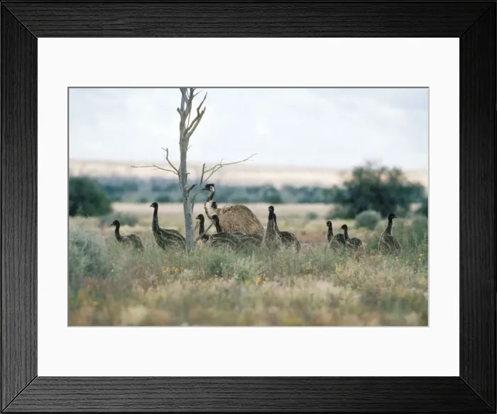 Framed Print : Emu - male & young - New South Wales Australia Framed Print : Emu - male & young - New South Wales Australia