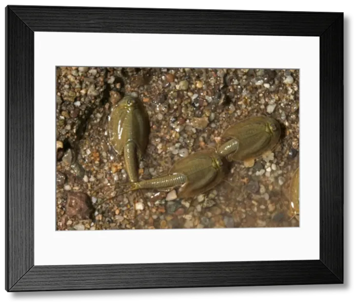 Framed Print : Tadpole Shrimp - (Probably)Triops sp. May live for years in dry soil as eggs-eggs hatch and develop quickly when rains come-inhabit temporary pools in deserts-Crustaceans-Order Notostraca E50T07168 Framed Print : Tadpole Shrimp - (Probably)Triops sp. May live for years in dry soil as eggs-eggs hatch and develop quickly when rains come-inhabit temporary pools in deserts-Crustaceans-Order Notostraca E50T07168