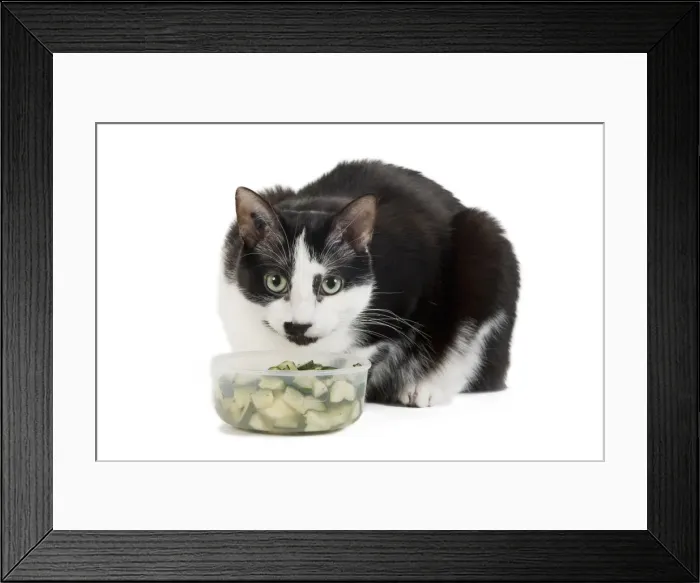 Framed Print : Cat - Black & White domestic Cat - lying down at bowl of vegetables Framed Print : Cat - Black & White domestic Cat - lying down at bowl of vegetables