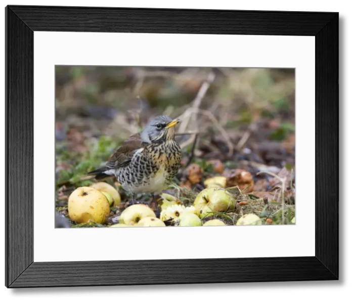Framed Print : Fieldfare - feeding on crab apples winter time, Breckland, Norfolk, U. K Framed Print : Fieldfare - feeding on crab apples winter time, Breckland, Norfolk, U. K
