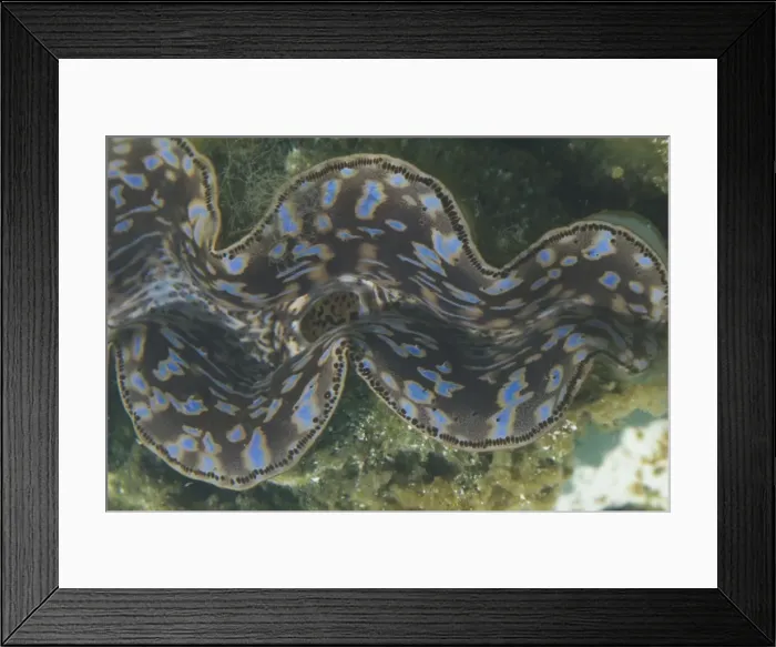 Framed Print : Small Giant Clam - This species has the widest distribution of the giant clams being found in sunlit coral reefs from east Africa across the Indian Ocean and into the Western Pacific. The Giant Clams are the largest bivalve molluscs Framed Print : Small Giant Clam - This species has the widest distribution of the giant clams being found in sunlit coral reefs from east Africa across the Indian Ocean and into the Western Pacific. The Giant Clams are the largest bivalve molluscs