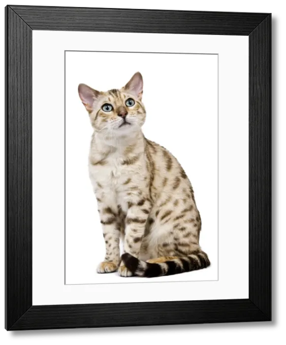 Framed Print : Cat - 1 year old Bengal Seal Mink Snow Framed Print : Cat - 1 year old Bengal Seal Mink Snow