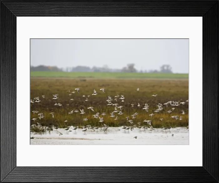 Framed Print : Grey Plover - flying over salt marsh showing black armpits at the tide edge. November The Wash Norfolf UK Framed Print : Grey Plover - flying over salt marsh showing black armpits at the tide edge. November The Wash Norfolf UK