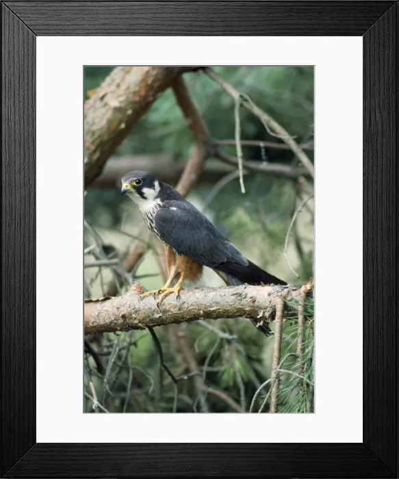 Framed Print : Hobby. GRO-75. HOBBY. Falco subbuteo. Guy Robbrecht Framed Print : Hobby. GRO-75. HOBBY. Falco subbuteo. Guy Robbrecht