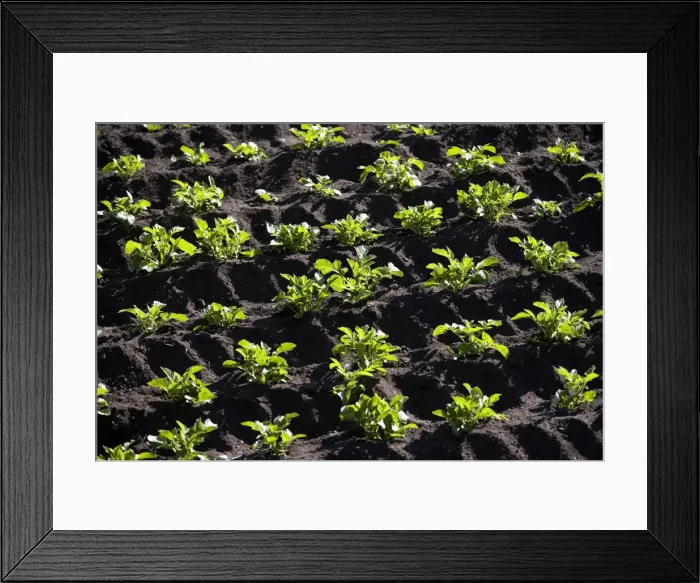 Framed Print : Farming - vegetables growing Framed Print : Farming - vegetables growing