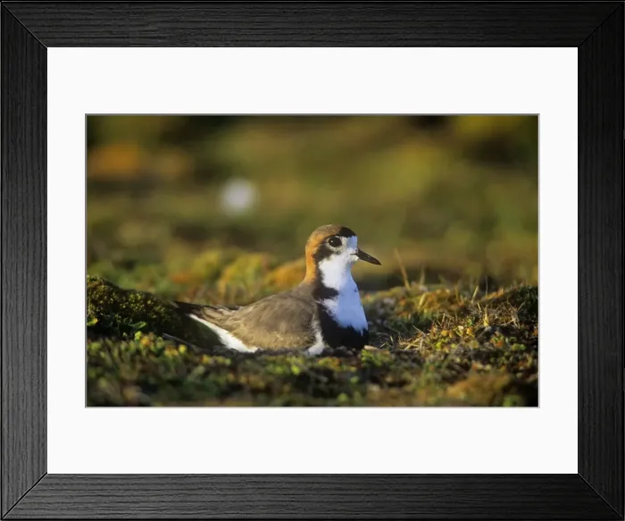 Framed Print : Two-banded Plover - sat on nest - Falkland Islands Framed Print : Two-banded Plover - sat on nest - Falkland Islands
