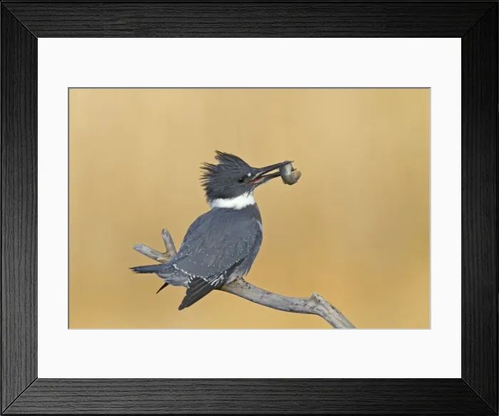 Framed Print : Belted Kingfisher - male with fish in mouth - December in CT, USA Framed Print : Belted Kingfisher - male with fish in mouth - December in CT, USA