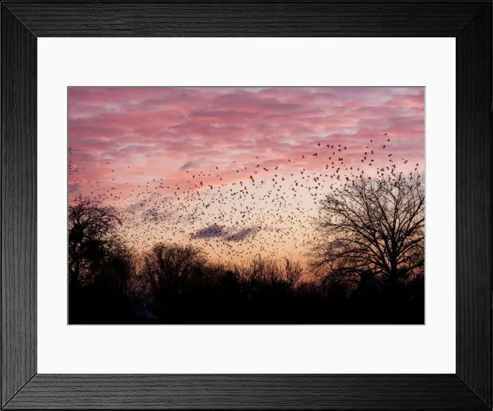 Framed Print : Starling - A large flock of starlings coming in to roost against sunset. England, UK Framed Print : Starling - A large flock of starlings coming in to roost against sunset. England, UK