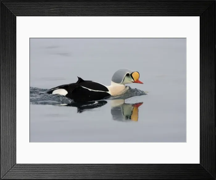 Framed Print : King Eider - Swimming on water with reflection - April - Varanger Fjord - Norway Framed Print : King Eider - Swimming on water with reflection - April - Varanger Fjord - Norway