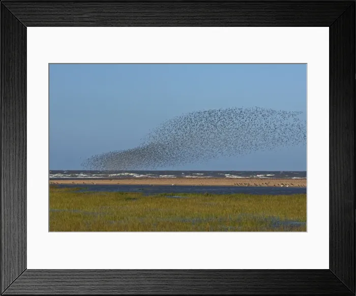 Framed Print : Knot - Flock swirling the tide edge - September - North Norfolk - UK Framed Print : Knot - Flock swirling the tide edge - September - North Norfolk - UK