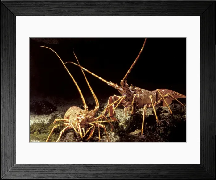 Framed Print : Lobster. LA-3717. Lobster. Jean Michel Labat Framed Print : Lobster. LA-3717. Lobster. Jean Michel Labat