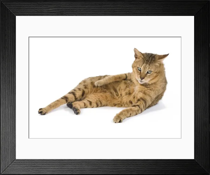 Framed Print : Cat - Chausie Brown Spotted Tabby: Jungle Cat (Felis chaus) crossed with domestic cat - lying down Framed Print : Cat - Chausie Brown Spotted Tabby: Jungle Cat (Felis chaus) crossed with domestic cat - lying down