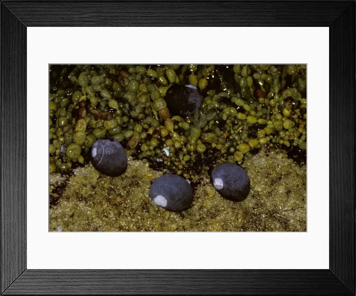 Framed Print : Black Periwinkle - In rock pool. Often forms clusters around rock pools, South coast New South Wales, Australia JPF02967 Framed Print : Black Periwinkle - In rock pool. Often forms clusters around rock pools, South coast New South Wales, Australia JPF02967