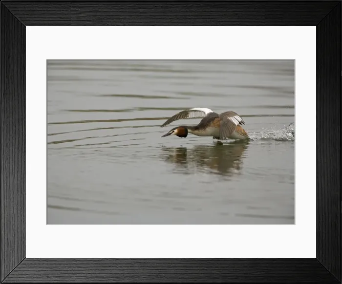 Framed Print : Great Crested Grebe - agressively running over water protecting it's territory - March - Norfolk - UK
