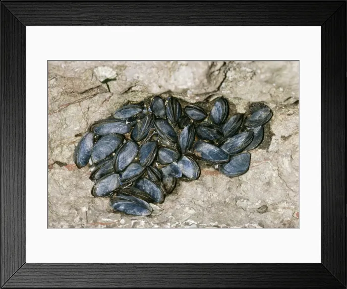 Framed Print : Common Mussel At low tide Framed Print : Common Mussel At low tide