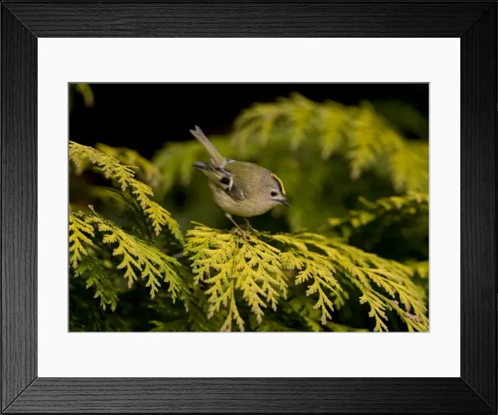 Framed Print : Goldcrest - perched in Leyland Cypress - Breckland - Norfolk - UK Framed Print : Goldcrest - perched in Leyland Cypress - Breckland - Norfolk - UK