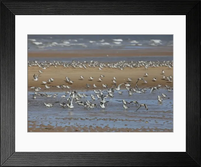 Framed Print : Knot - Going into Winter plumage - resting on beach - September - North Norfolk - UK Framed Print : Knot - Going into Winter plumage - resting on beach - September - North Norfolk - UK