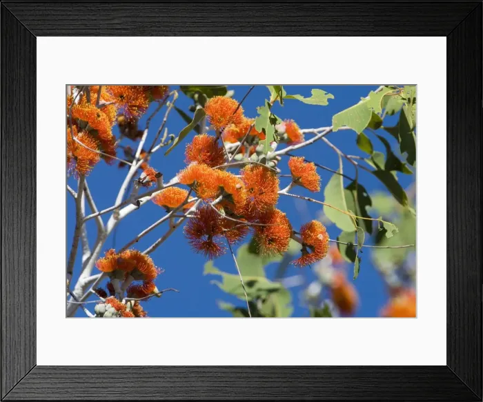 Framed Print : Eucalyptus flowers A Woollybutt tree at Galvan's Gorge; Gibb River Road, Kimberley, Western Australia. Belongs to the Myrtaceae family. Occurs on well-drained sandy soils in high rainfall areas Framed Print : Eucalyptus flowers A Woollybutt tree at Galvan's Gorge; Gibb River Road, Kimberley, Western Australia. Belongs to the Myrtaceae family. Occurs on well-drained sandy soils in high rainfall areas