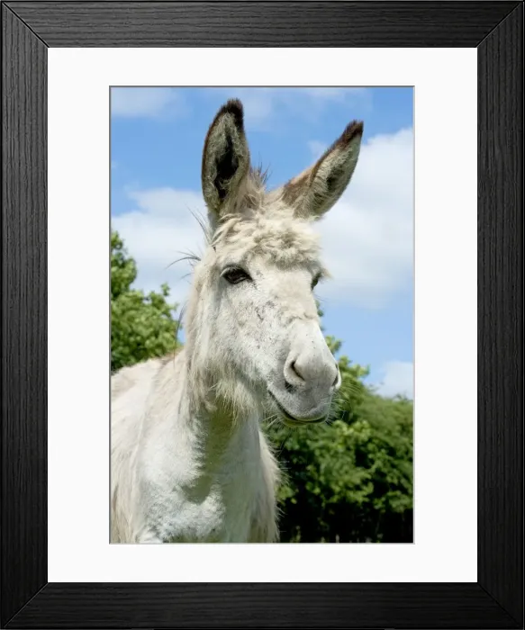 Framed Print : Donkey - close-up of head Framed Print : Donkey - close-up of head