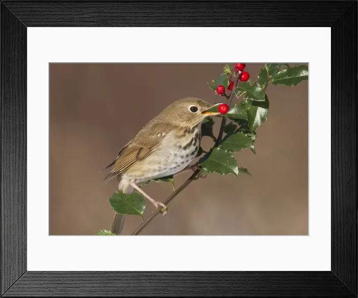 Framed Print : Hermit Thrush - feeding on holly berries in winter. January in Connecticut, USA Framed Print : Hermit Thrush - feeding on holly berries in winter. January in Connecticut, USA