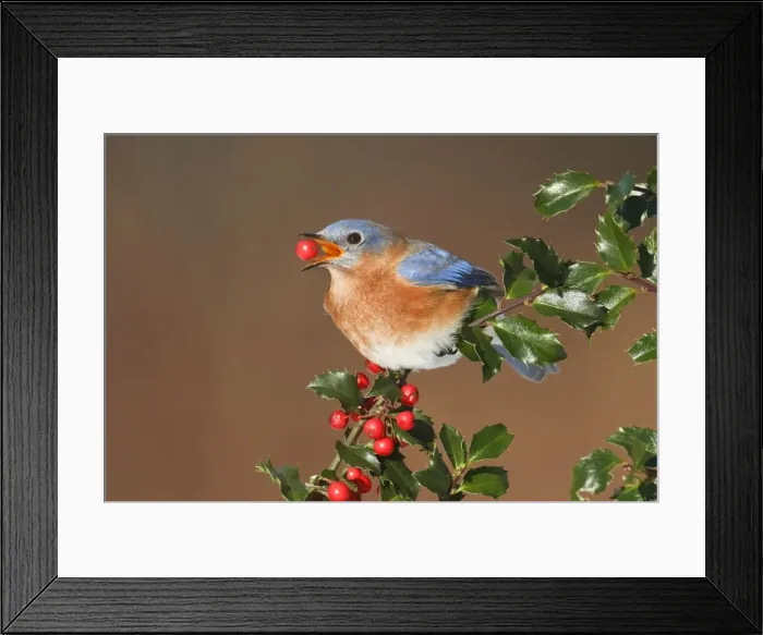Framed Print : Eastern Bluebird - male eating Holly berries in winter. January in Connecticut, USA Framed Print : Eastern Bluebird - male eating Holly berries in winter. January in Connecticut, USA