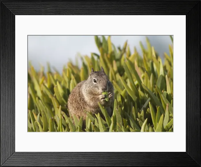 Framed Print : California Ground Squirrel - feeding - Lajolla cliffs in San Diego, California, USA in January Framed Print : California Ground Squirrel - feeding - Lajolla cliffs in San Diego, California, USA in January