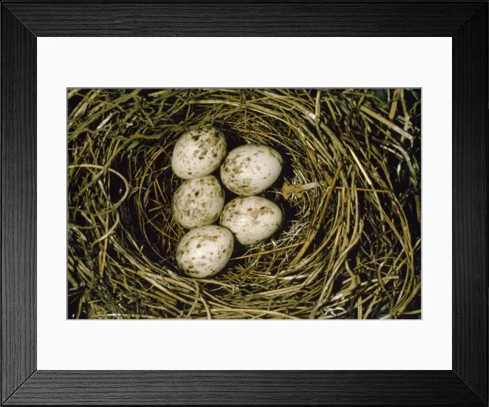 Framed Print : Garden Warbler - eggs in nest Framed Print : Garden Warbler - eggs in nest