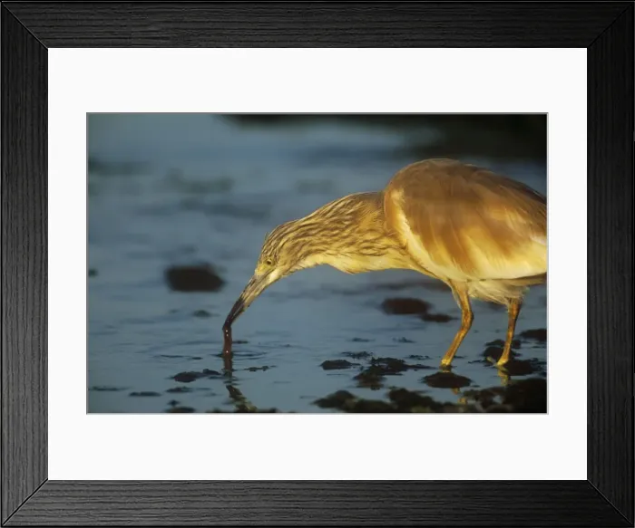Framed Print : Squacco Heron - feeding Framed Print : Squacco Heron - feeding