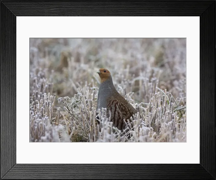 Framed Print : Grey Partridge - standing in frost covered winter stubble field showing bare patches below the eye, February. Narborough, Norfolk, U. K Framed Print : Grey Partridge - standing in frost covered winter stubble field showing bare patches below the eye, February. Narborough, Norfolk, U. K