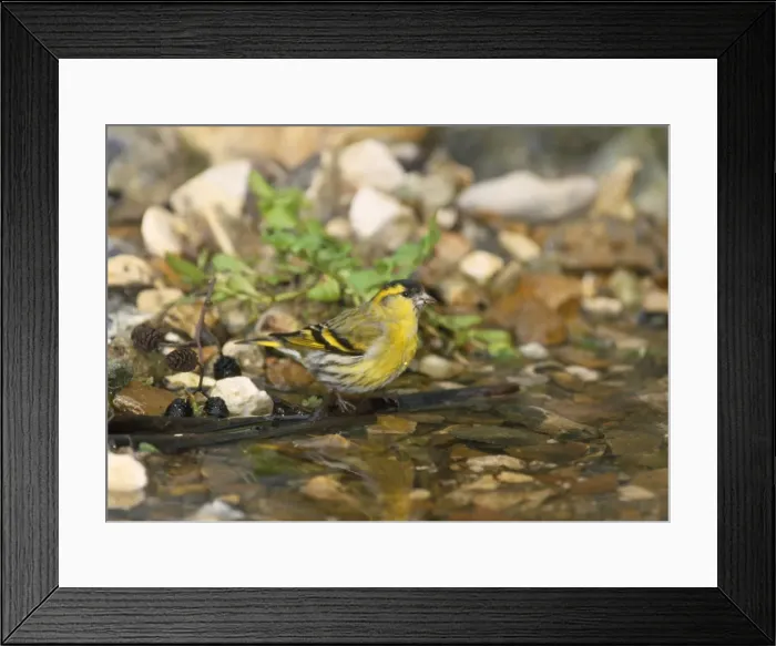 Framed Print : Siskin - male at water stream Framed Print : Siskin - male at water stream