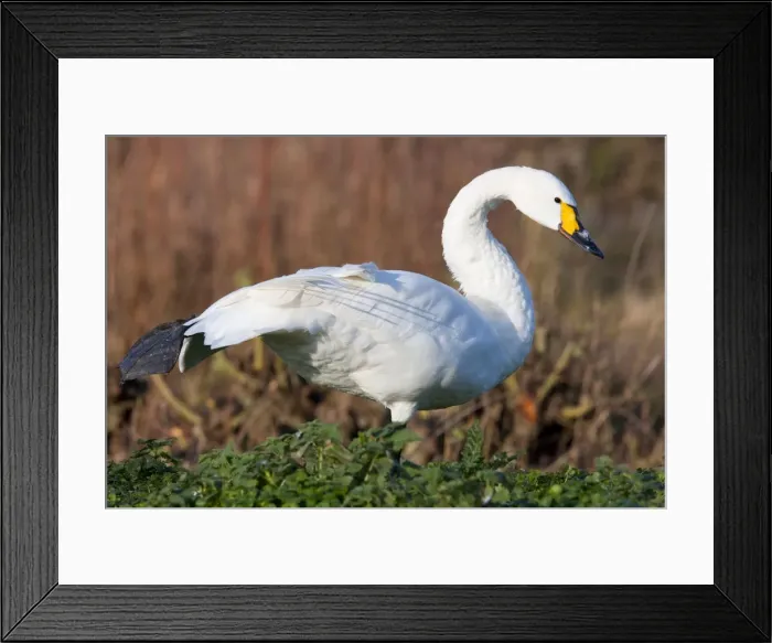 Framed Print : Bewick's Swan - Single adult bird stretching. England, UK Framed Print : Bewick's Swan - Single adult bird stretching. England, UK
