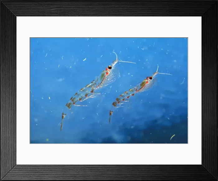 Framed Print : Antarctic Krill JPF34582 Framed Print : Antarctic Krill JPF34582
