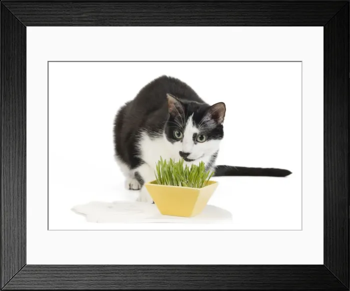 Framed Print : Cat - Black & White domestic Cat - sniffing plant Framed Print : Cat - Black & White domestic Cat - sniffing plant