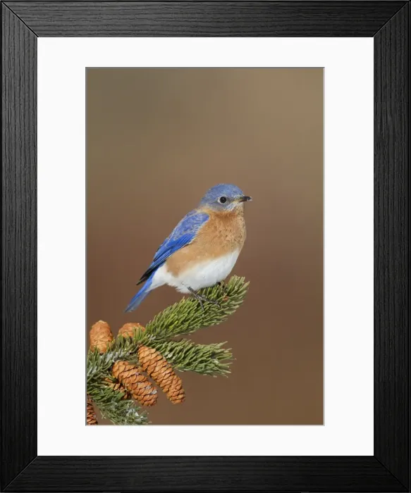 Framed Print : Eastern Bluebird - male. January in Connecticut, USA Framed Print : Eastern Bluebird - male. January in Connecticut, USA