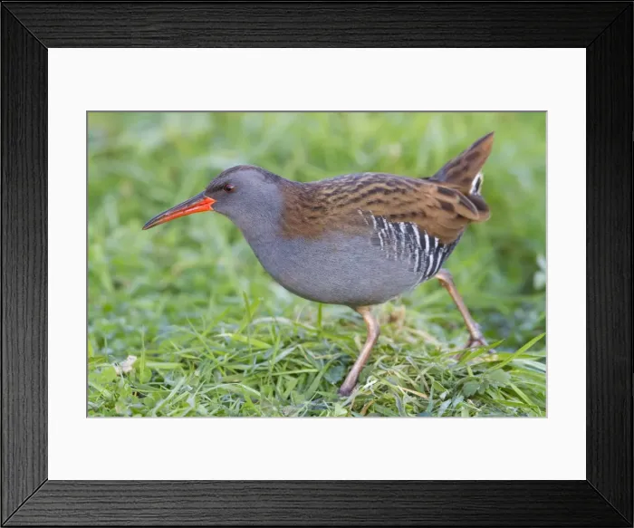 Framed Print : Water Rail - Single adult bird foraging in grass adjacent to lake. England, UK Framed Print : Water Rail - Single adult bird foraging in grass adjacent to lake. England, UK