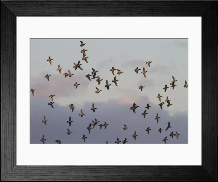 Framed Print : Teal - Large flock of teal in flight catching the evening sun. Gloucestershire, UK Framed Print : Teal - Large flock of teal in flight catching the evening sun. Gloucestershire, UK