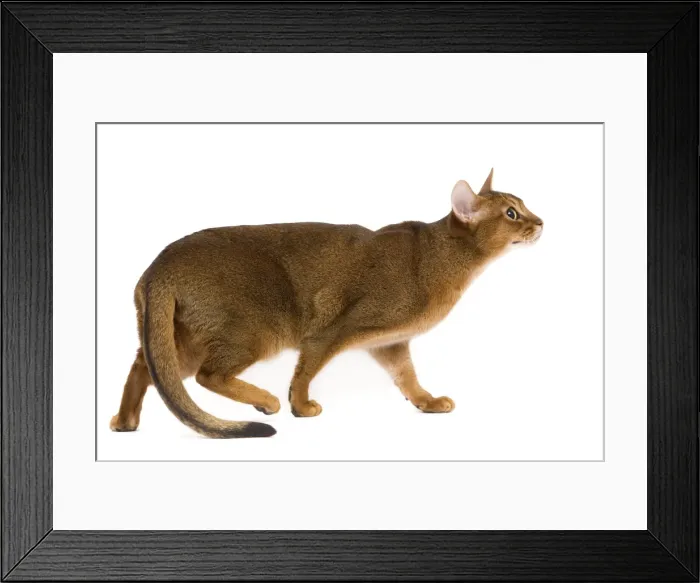 Framed Print : Cat - Abyssinian / Hare cat Framed Print : Cat - Abyssinian / Hare cat