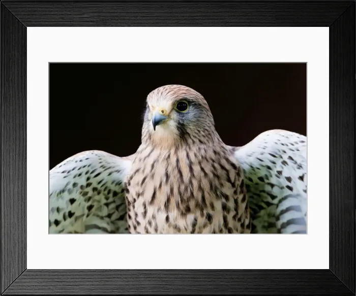 Framed Print : Common Kestrel - close up of a female stretching wings - Gloucestershire, England Framed Print : Common Kestrel - close up of a female stretching wings - Gloucestershire, England