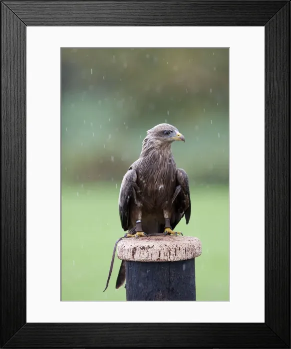 Framed Print : Yellow-billed Kite - Single adult perching on post in the rain - with leather handle straps (captive) Framed Print : Yellow-billed Kite - Single adult perching on post in the rain - with leather handle straps (captive)